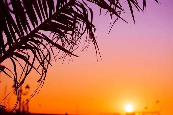 Palm ág sziluett naplementekor — Stock Fotó