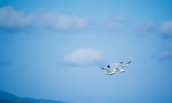 Zwei Möwen fliegen in den Himmel — Stockfoto