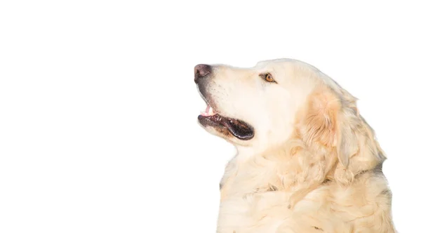 Bílý pes hlava na bílém pozadí — Stock fotografie