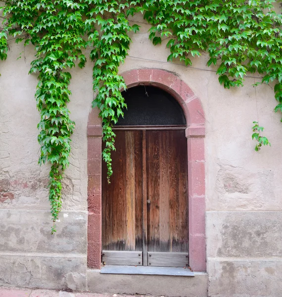 Feuilles de lierre entourant une vieille porte — Photo