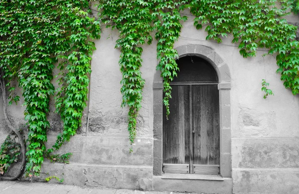 Φύλλα κισσού γύρω από μια παλιά πόρτα στην επιλεκτική μείωση του κορεσμού Royalty Free Εικόνες Αρχείου