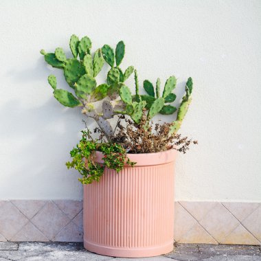 bir tencerede Hint inciri