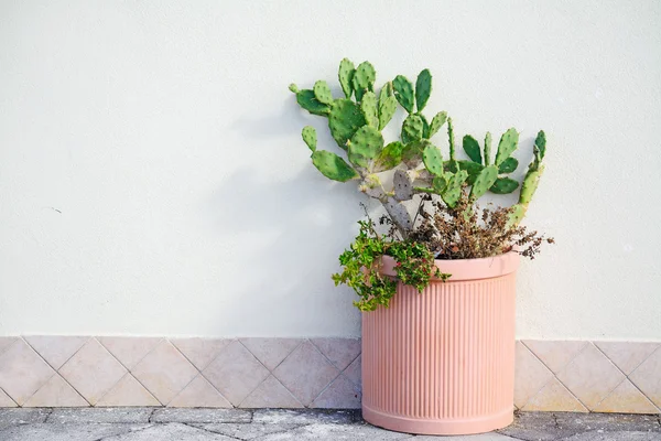 Prickly pears in a pot — Stock Photo, Image