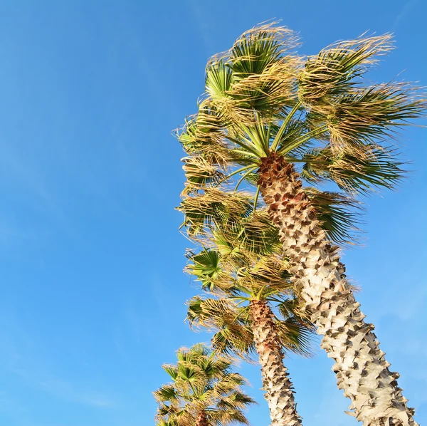 Palmeras bajo un cielo azul — Foto de Stock