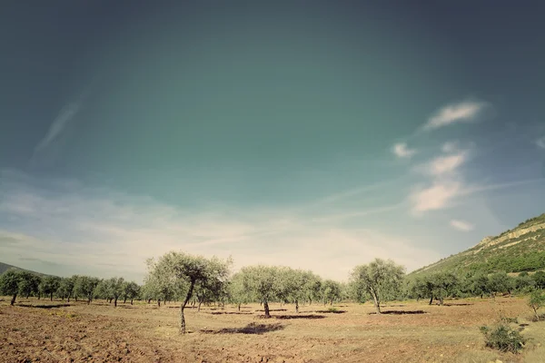 Olivos bajo un cielo azul en tono vintage —  Fotos de Stock