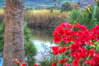 Temo nehir, Sardunya bakış