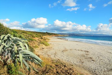 bitkiler ve kum üzerinde açık bir günde