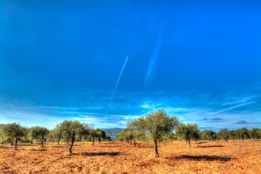 Mavi gökyüzü altında zeytin ağaçları