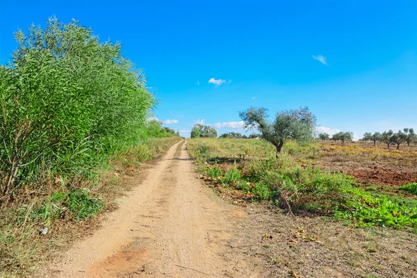 Onverharde weg op het platteland — Stockfoto