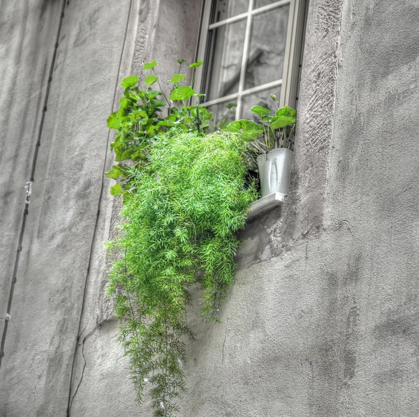 Green plants in an old window sil — Stock Photo, Image