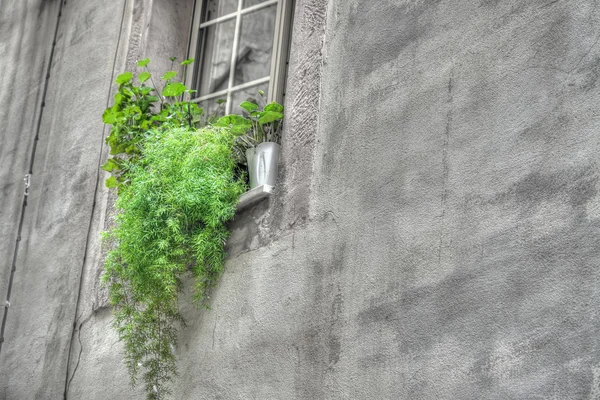 Green plants in an old window sil — Stock Photo, Image