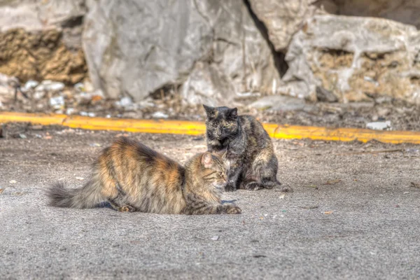 Wildkatzen unterwegs — Stockfoto