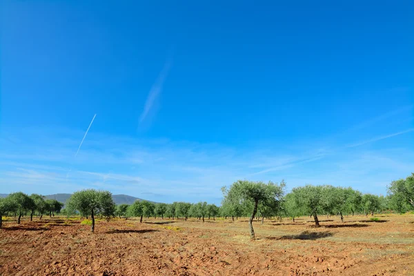 Oliveto sotto un cielo blu — Foto Stock