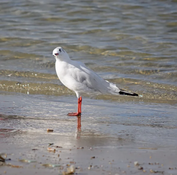 Gaviota junto a la orilla mirando a la cámara — Foto de Stock