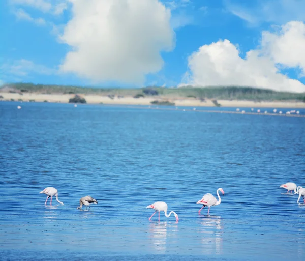 Grupa różowych flamingów w Sardynia — Zdjęcie stockowe
