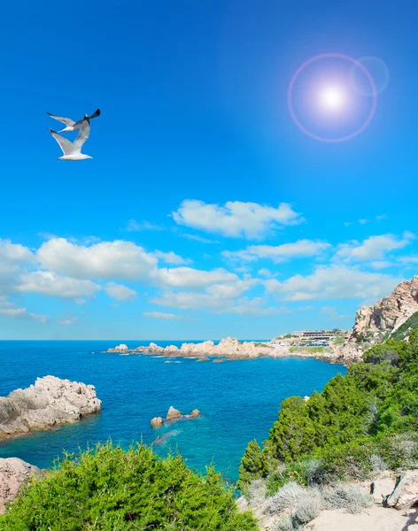 Seagulls flying over bushes and rocks in Costa Paradiso — Stock Photo, Image