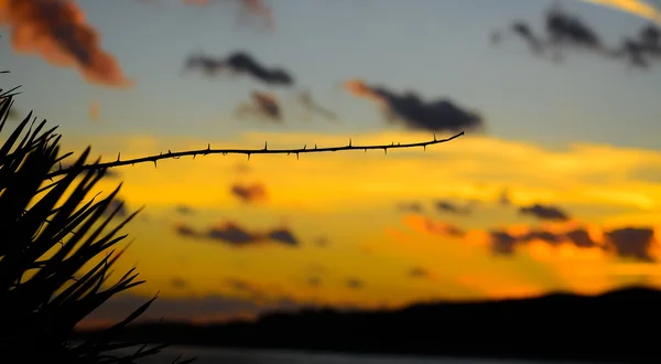 Thorn silhuett i solnedgången — Stockfoto