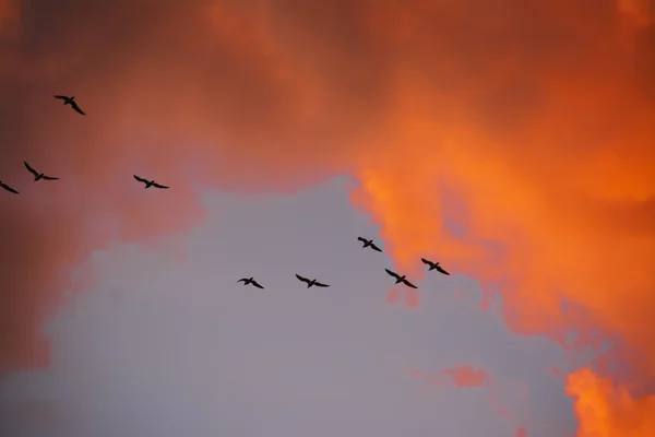 Siluetas de aves volando al atardecer — Foto de Stock