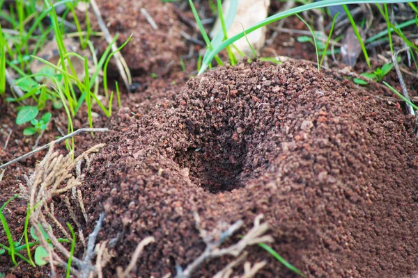 Anthill de perto — Fotografia de Stock