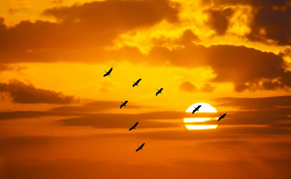 Formação em forma de V voando em um céu laranja com um sol brilhante — Fotografia de Stock