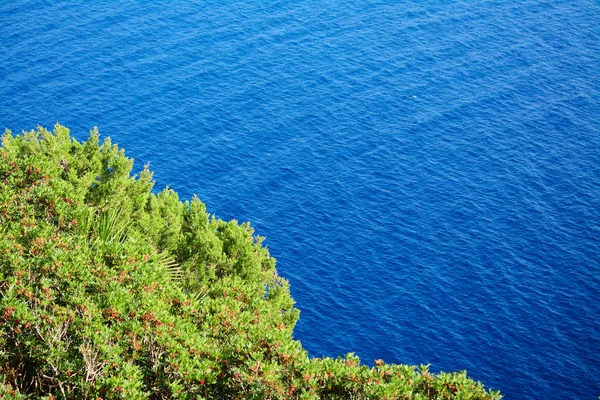 Plantas verdes sobre Capo Caccia mar azul — Fotografia de Stock