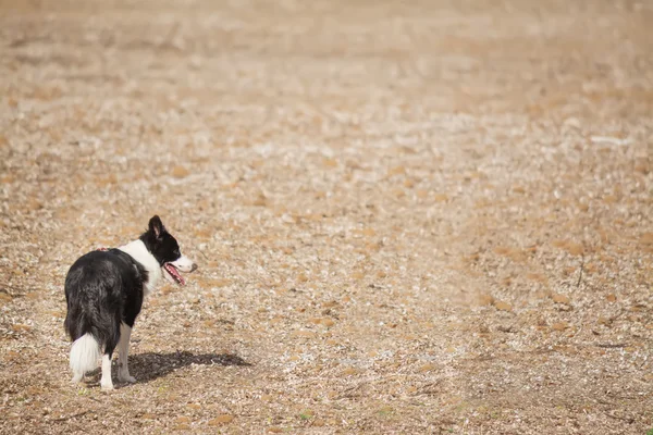 Koira ruskealla pellolla — kuvapankkivalokuva