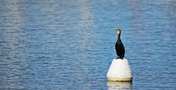 Cormorán negro en una boya blanca — Foto de Stock