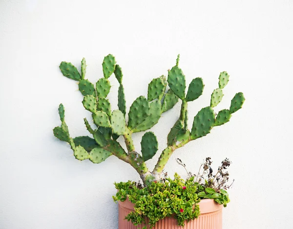 Succulent plant by a white wall — Stock Photo, Image