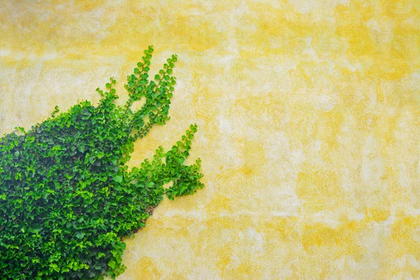 Ivy on a yellow wall — Stock Photo, Image