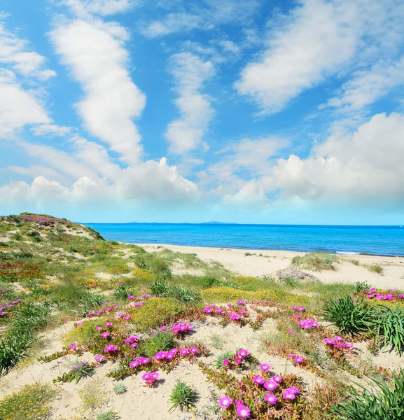 Sandy shore with pink flowers — Stock Photo, Image