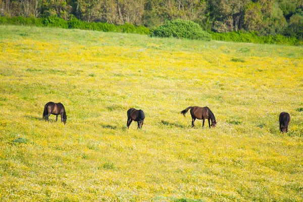 Cuatro caballos marrones en un prado amarillo y verde —  Fotos de Stock