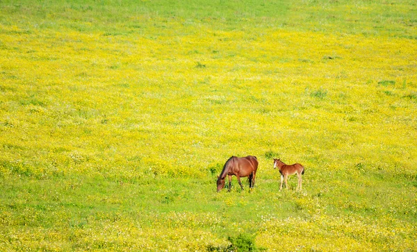 Άλογο και foal σε ένα λιβάδι πράσινο και κίτρινο — Φωτογραφία Αρχείου