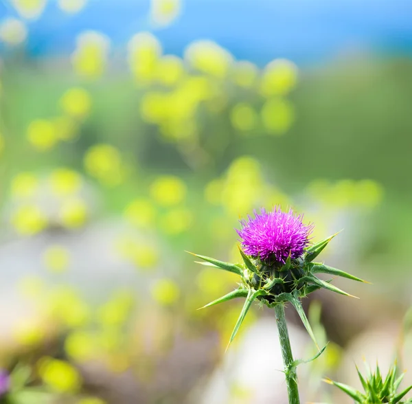 Pink cardoon flower in a colorful field — Stock Photo, Image