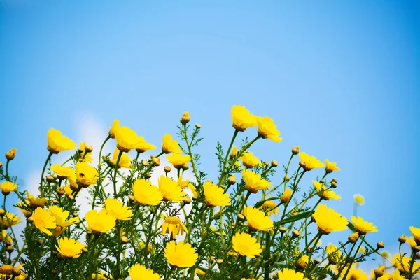 Niebo i kwiaty — Zdjęcie stockowe