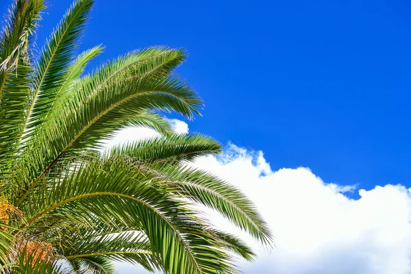 Rami di palma verde — Foto Stock