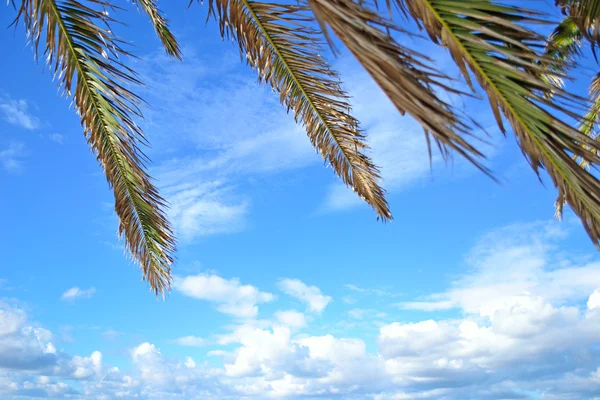 Palmiye dalları mavi gökyüzü altında — Stok fotoğraf
