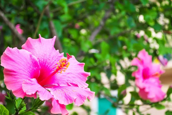 Hibiscus close-up — Stockfoto