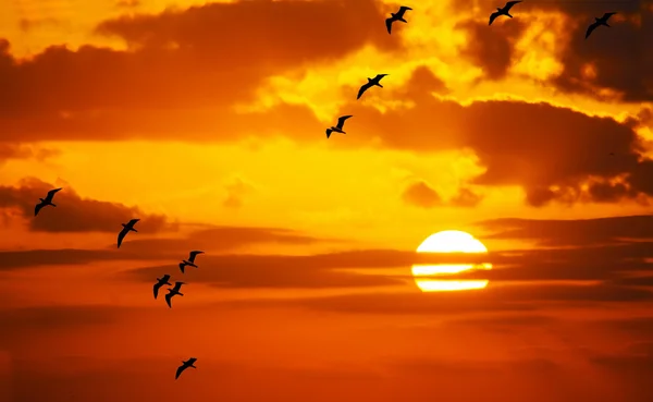 Flock måsar flyger i solen — Stockfoto