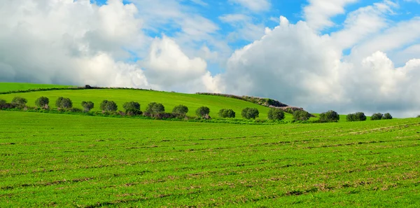 Bäume reihen sich auf einer grünen Wiese — Stockfoto