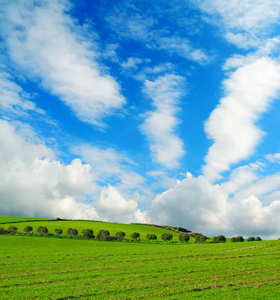 Trees row in a green field — Stock Photo, Image