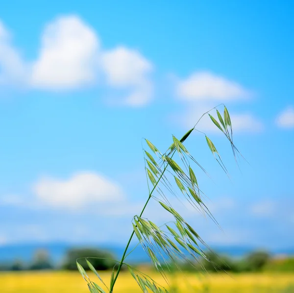 Wild oat zbliżenie — Zdjęcie stockowe