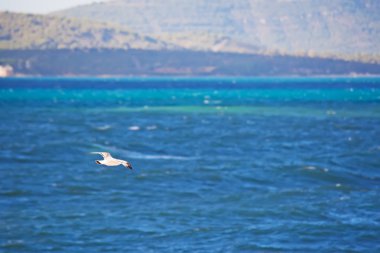 Martı denizin üzerinde uçuyor.