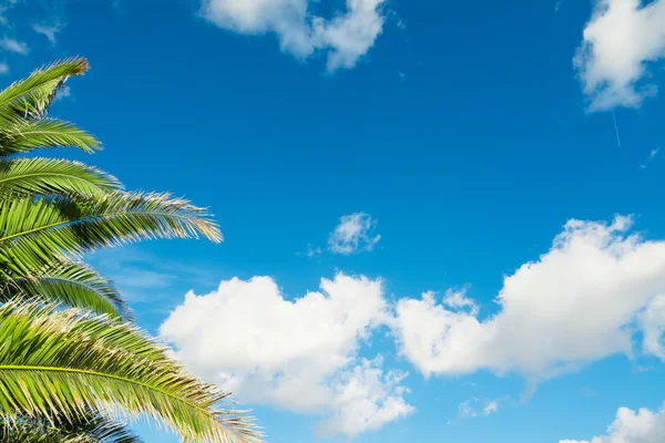 Ramas de palma bajo un cielo azul — Foto de Stock