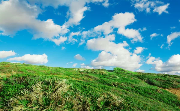 Campo verde bajo un cielo azul — Foto de Stock