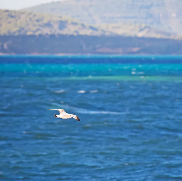 Möwe fliegt über das Meer — Stockfoto