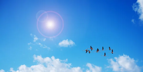 Güneşin altında uçan pembe flamingolar — Stok fotoğraf