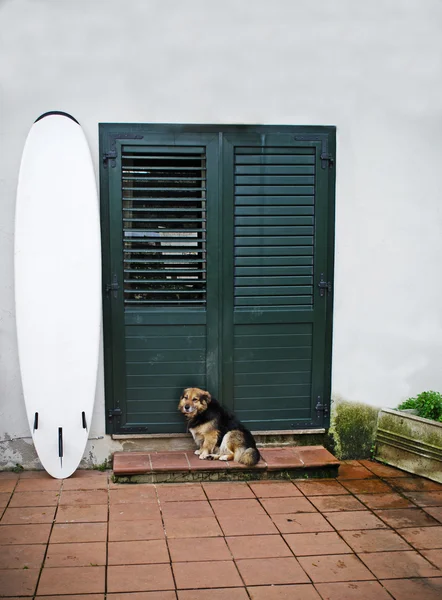 Cão, prancha de surf e porta — Fotografia de Stock