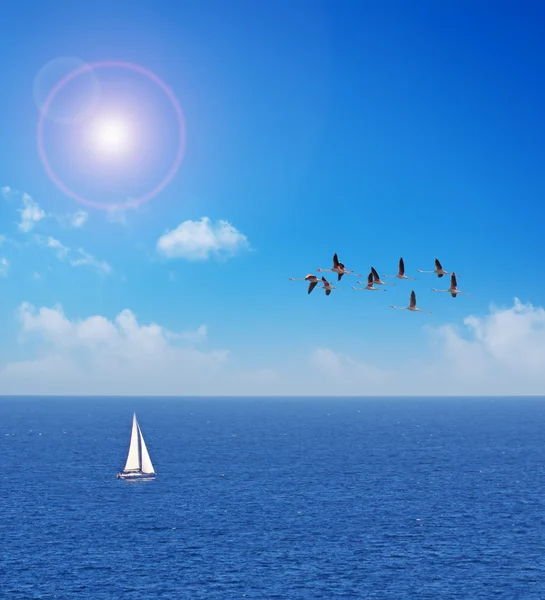 Flamencos rosados y barco blanco — Foto de Stock