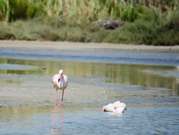 Roze flamingo staande in een vijver — Stockfoto