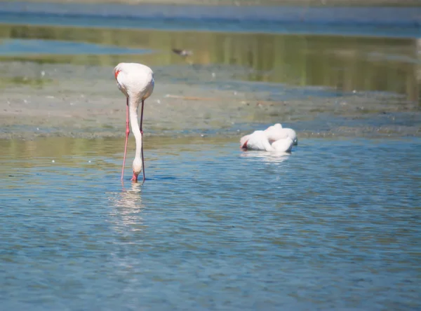 Roze flamingo drinken in een vijver — Stockfoto